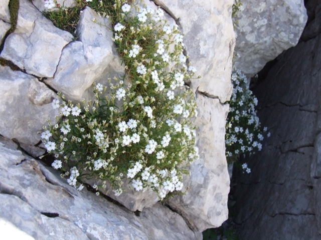 Silene pusilla / Silene piccola